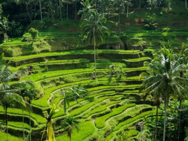 Tegallang Rice Terrace